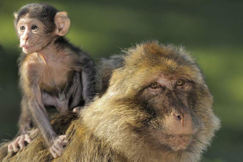 Hôtel Athena Restaurant & Spa proche de la Montagne des Singes